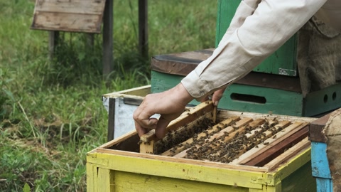 养蜂人在养蜂场工作。视频素材模板下载