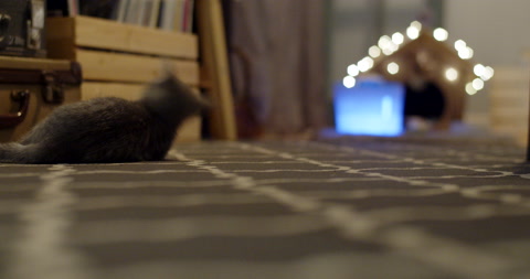 一只浅灰色的小家养短毛小猫在玩玩具