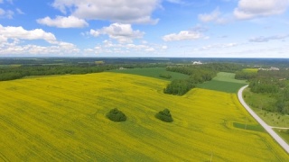 夏季的黄色田野，配以树木和蓝色天空，俯瞰图视频素材模板下载