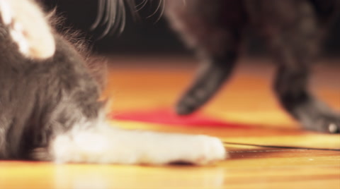小猫的腿从篮球场上跳下来视频素材模板下载