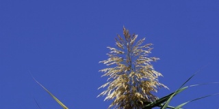 风和蓝天中的芦苇草