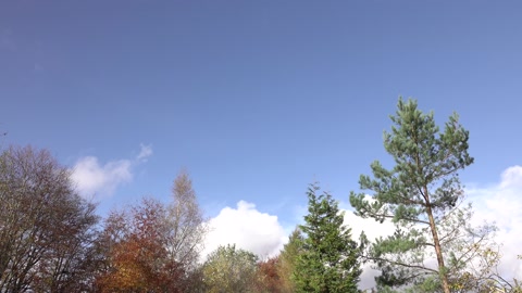风在树梢后明亮的蓝天上吹着白云。视频素材模板下载