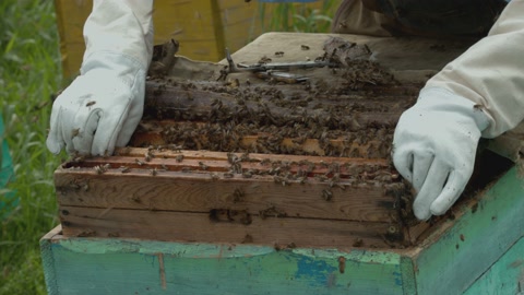 养蜂农户检查蜂箱视频素材模板下载