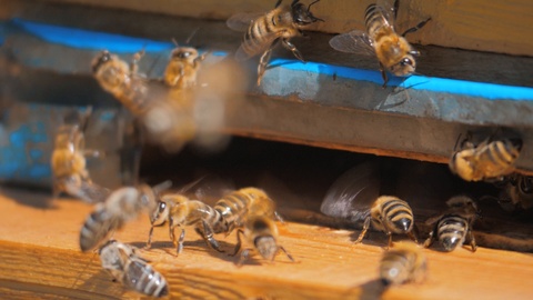 慢动作视频养蜂场。一群蜜蜂飞进蜂巢收集花粉视频素材模板下载