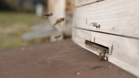 蜜蜂绕着蜂巢飞，慢动作视频素材模板下载