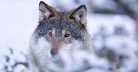 冬天雪地里一只狼的脸部特写