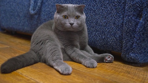 一只灰色猫的特写视频素材模板下载