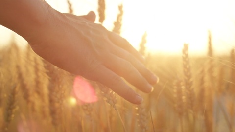 阳光下拂过小麦的手