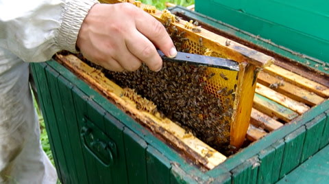 养蜂人正在检查蜂巢视频素材模板下载