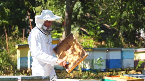 养蜂人工作收集蜂蜜。养蜂概念视频素材模板下载