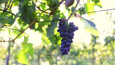 阳光普照的葡萄园中，成熟红葡萄的慢动作镜头