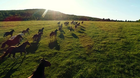 在草原奔跑的马群