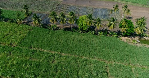 沿着不同田野种植的椰子树线的航拍