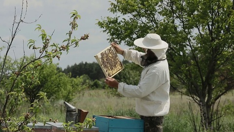 养蜂人在蜂场的蜂巢上视频素材模板下载