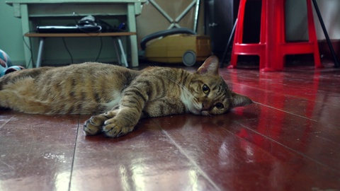 小猫在地板上视频素材模板下载