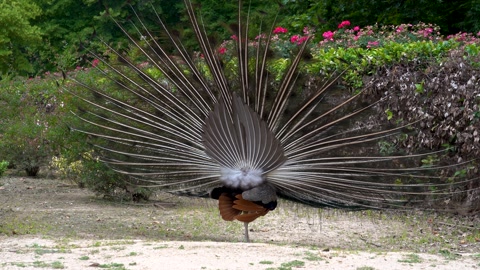 孔雀展开羽毛，跳起绚丽多彩的求偶舞蹈
