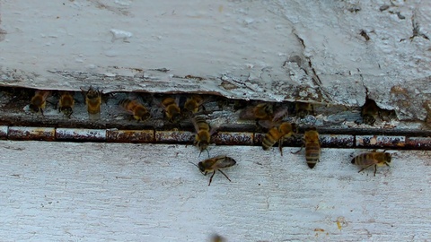 蜂巢：蜜蜂的家园视频素材模板下载