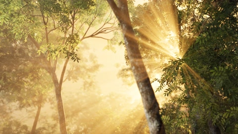 日出时有阳光和阴影的落叶松林视频素材模板下载