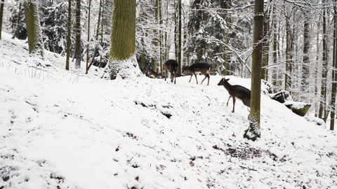 在捷克的冬季森林中，一群梅花鹿在雪地中疾驰