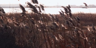 干芦苇在风中摇摆，的湿地，蒂利古