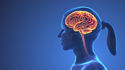 人类大脑内部解剖学视频素材模板下载