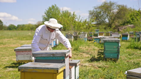 绿色乡村花园中的小蜜蜂农场。男性养蜂人拿起蜂蜜架视频素材模板下载