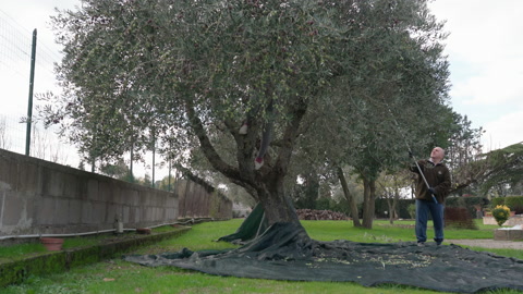 农民使用手动梳子从自己的橄榄林收获成熟的橄榄视频素材模板下载