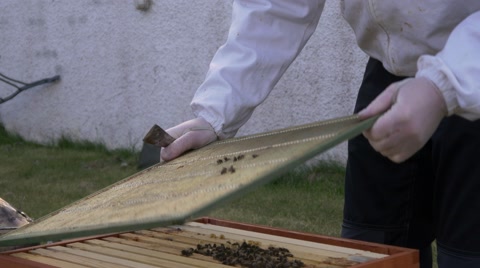 养蜂人在整理蜜蜂蜂箱视频素材模板下载