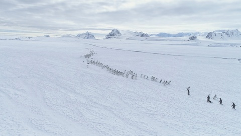企鹅群的迁徙特写镜头