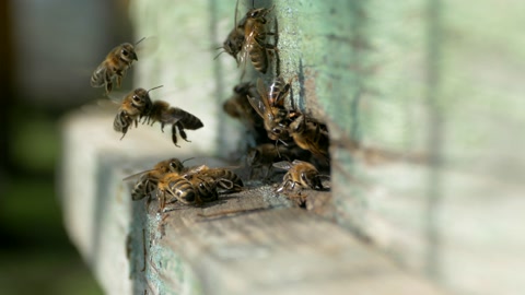 蜜蜂飞出蜂巢，然后飞进去养蜂场里的蜜蜂携带花粉