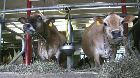 泽西奶牛在谷仓里喂食视频素材模板下载