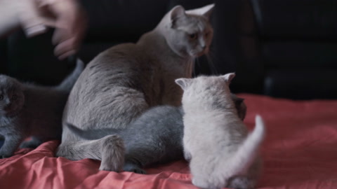 苏格兰猫在床上玩耍视频素材模板下载