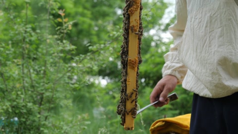蜜蜂在养蜂场上的证据视频素材模板下载