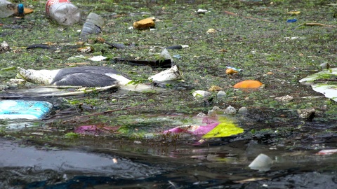一只死鸟、垃圾和瓶子漂浮在海上，显示海洋污染的严重程度