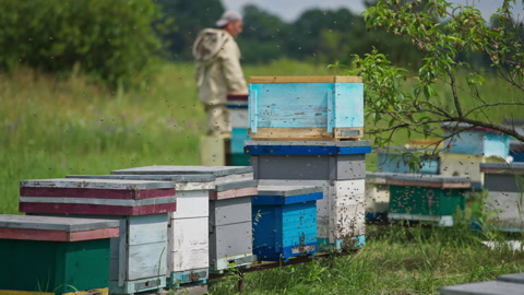 在养蜂场中，蜜蜂群飞舞在蜂箱周围视频素材模板下载