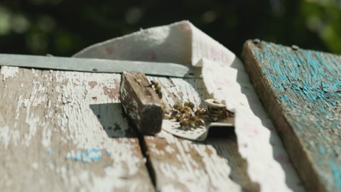 蜜蜂飞进蜂巢的特写镜头蜜蜂飞出并飞进蜂巢入口视频素材模板下载