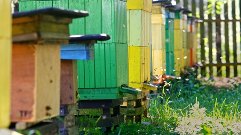 夏季花园里色彩缤纷的老蜂箱，波兰视频素材模板下载
