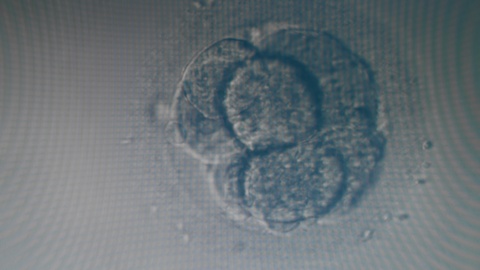 显微镜下展示的八细胞胚胎的特写镜头
