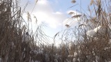 白雪覆盖的芦苇和冬日的天空高清在线视频素材下载