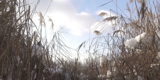 白雪覆盖的芦苇和冬日的天空