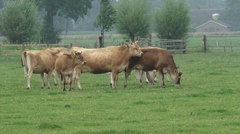 荷兰乡村的牧场上的泽西奶牛视频素材模板下载