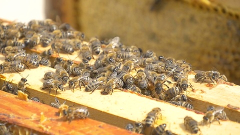 蜜蜂将花蜜转化为蜂蜜视频素材模板下载