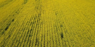 春季黄色油菜籽田的4k鸟瞰图