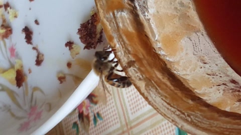 糖蜜罐里的蜜蜂正在进食视频素材模板下载