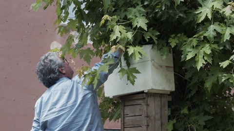 无畏的老年养蜂人在树上捡起一群蜜蜂。视频素材模板下载