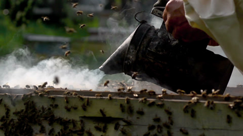 影片素材收集蜂蜜养蜂场视频素材模板下载