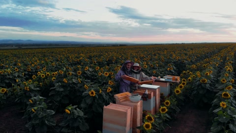 日落时分，农民们在田野里的养蜂场里收集蜂蜜，那里有向日葵视频素材模板下载