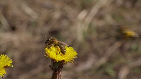 蜜蜂从黄花中收集花粉的特写。蜂蜜是养蜂的视频素材模板下载