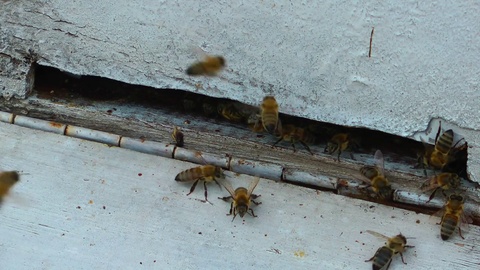 蜂巢蜜蜂家视频素材模板下载