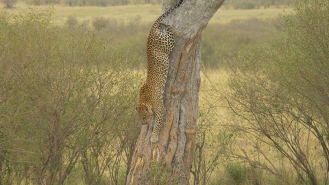 豹子从树上爬下来视频素材模板下载